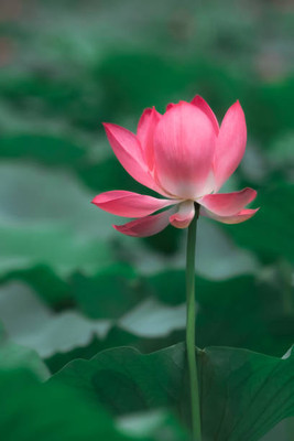 NurseryServe lotus,kamal gatta Seed(10 per packet)