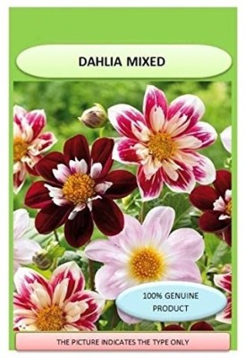 CRGO DAHLIA Seed(20 per packet)