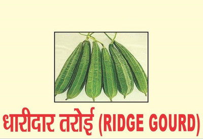 VibeX ® VMR-333 F1 HYBRID RIDGE GOURD SEEDS Seed(50 per packet)