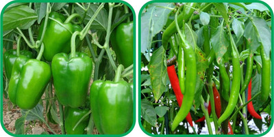 WILLVINE PUAS -IV Chilli And Capsicum[25gm, 5000 Seeds] Seed(5000 per packet)
