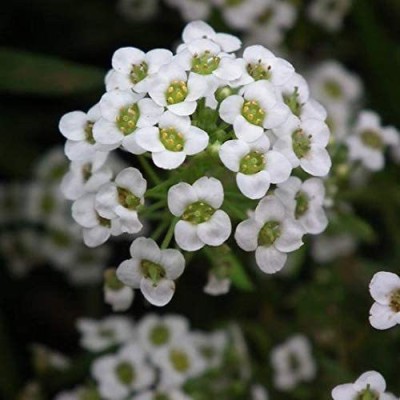 CYBEXIS Alyssum Tall White Sweet Flower Seeds Seed(1 g)