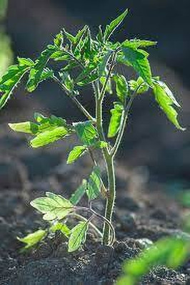 ibains Tomato seed Seed(310 per packet)