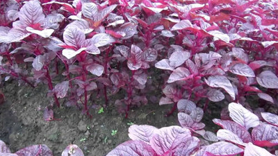BJUBASPLANT All Season Spinach Seeds pack of 1026 Seed(1026 per packet)