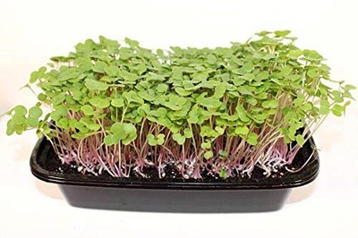 WILLVINE Kale Brassica Red Russian Leaf Sprout seeds-[2000 Seeds] Seed(2000 per packet)