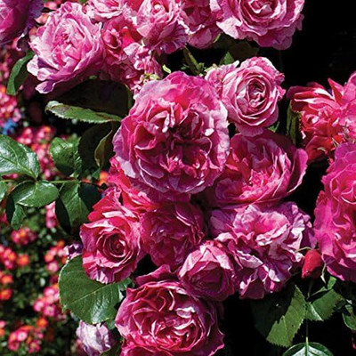 Qualtivate HUA-5A Climbing Rose Pink Striped Seeds Seed(25 per packet)