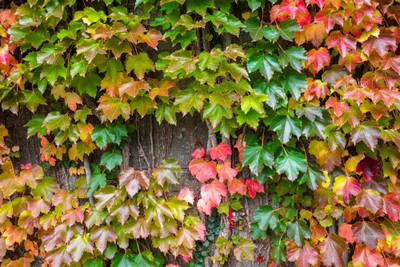 NooElec Seeds India All Seasons Climbing Boston Ivy VIne Seed(35 per packet)