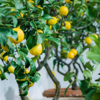 Aywal Fresh Lemon Imported Seed(5 per packet)