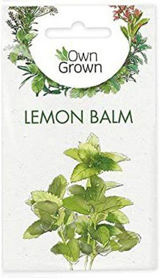 CYBEXIS Lemon Balm Heirloom Herb Seeds-100 Seeds Seed(100 per packet)