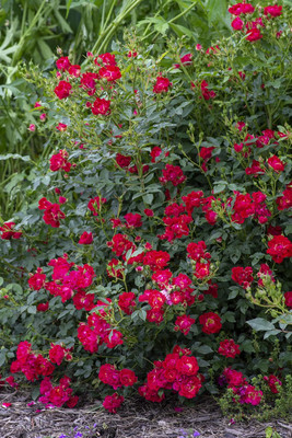 Qualtivate ICRA-9A Red Drift Rose, double red Seed(25 per packet)