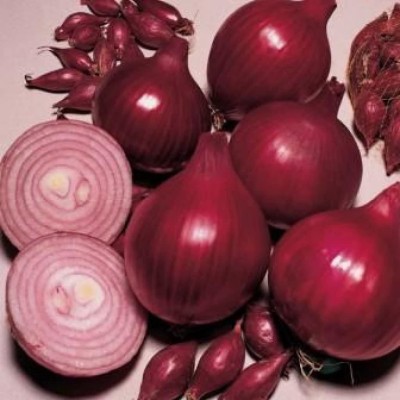 VibeX LXI-39 - Onion Red Baron Neutral Giant - (4500 Seeds) Seed(4500 per packet)