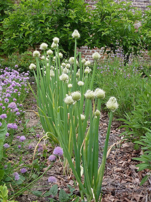 Qualtivate XXX-5A Japanese Bunching Welsh Onion Seed Seed(500 per packet)