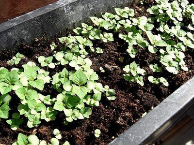 CYBEXIS VVI-72 - Green Shiso Perilla - (750 Seeds) Seed(750 per packet)