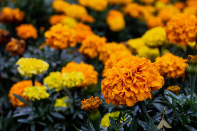 Unimart marigold/gende ka phool flower seeds Seed(50 per packet)