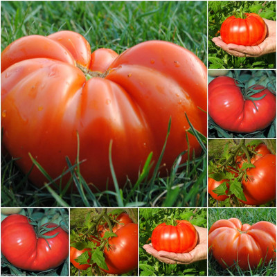 KNESSiN Organic Beefsteak Tomato High Yielding Imported seeds Seed(200 per packet)