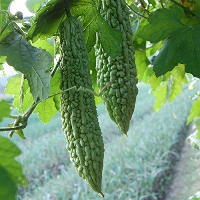 CYBEXIS Adaptable Easy to Care Bitter Melon Gourd 800 Seeds Seed(800 per packet)