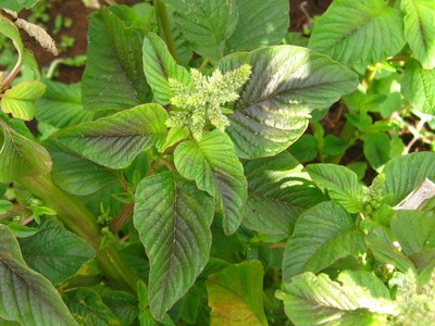 Hmr Green (Amaranthus ) Seed(500 per packet)