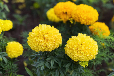 True Elements marigold/gende ka phool flower seeds Seed(50 per packet)