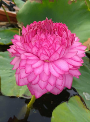 Aywal Lotus Waterlily Kamal flower Seed(1 per packet)
