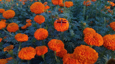 KANAYA Marigold Flower Seed(450 per packet)