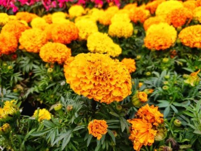 AGRODAK marigold,gende ka phool seeds Seed(20 per packet)