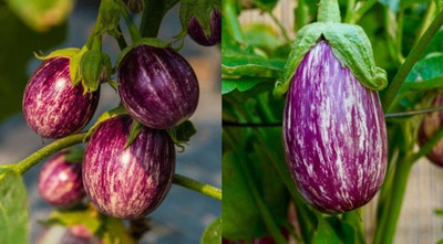 BJUBAS Brinjal seeds f1 hybrid all seeds PACK OF 39 Seed(39 per packet)