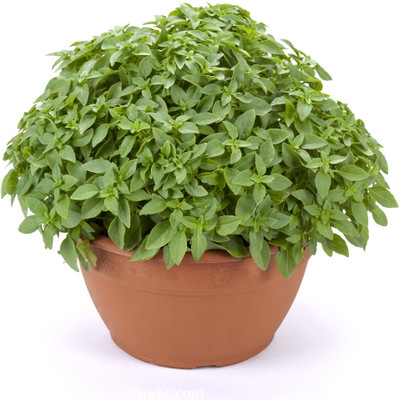 Qualtivate PUAS-13 Minette Basil Seeds Seed(1000 per packet)