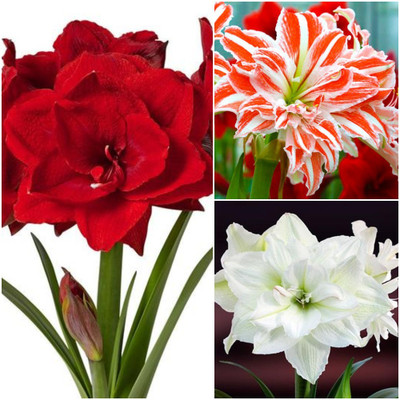 zabbus Amaryllis lily Flower Bulbs for Summer Season Mix Seed(1 per packet)