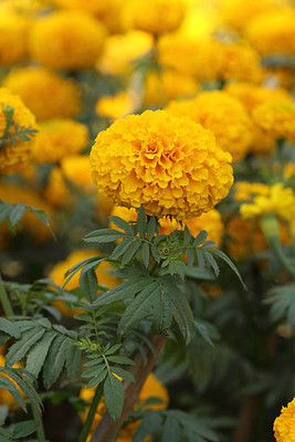Rudra marigold/gende ka phool flower seeds Seed(75 per packet)