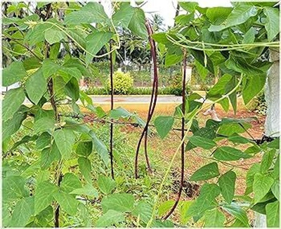 AloGardening Snake Bean Seed(92 per packet)