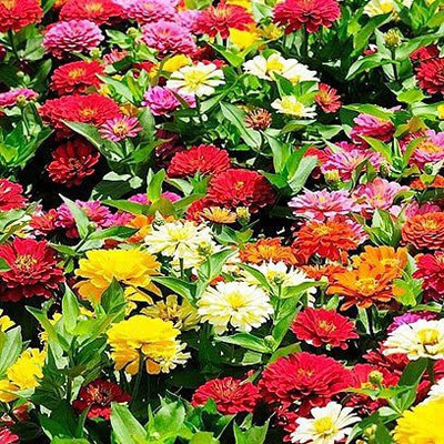 CYBEXIS Zinnia Pulcino Dwarf Seed(25 per packet)