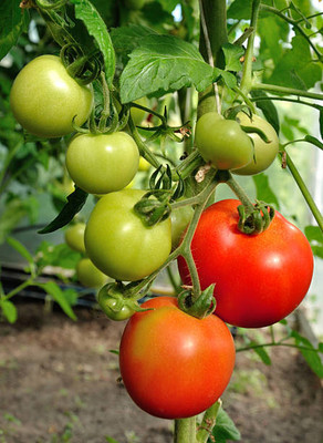 BDSresolve tomato Seed(115 per packet)