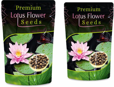 Matangi Kamal Gatta Seed, Water Lotus Flower Plant seeds Seed(20 per packet)