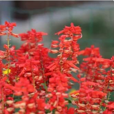Epazo Salvia Mix Seed(15 per packet)