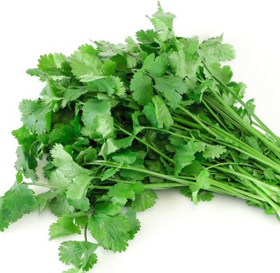 VibeX GUA-83 - Cilantro (Slow Bolt) - (750 Seeds) Seed(750 per packet)