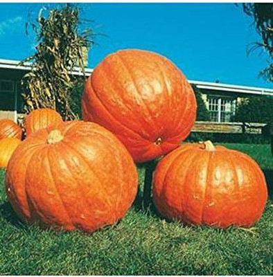 VibeX ® RXI-70 BIG MAX PUMPKIN Seed(50 per packet)