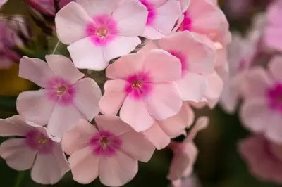MAA Phlox Beauty Seed(45 per packet)