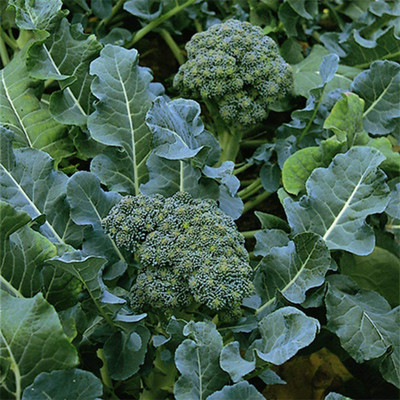 VibeX ® VXI-494 Seeds of Broccoli Green Calabrese Seed(200 per packet)