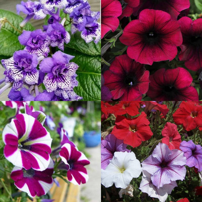 ibains Petunia double mix flower seeds bij 26 Seed(26 per packet)