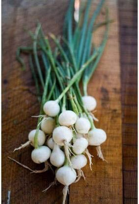 Qualtivate PUA-2A GREEN WHITE ONION SEEDS Seed(500 per packet)