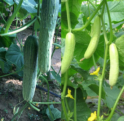 Qualtivate AXL-1AT Fresh Long Crisp Cucumber Seed(300 per packet)