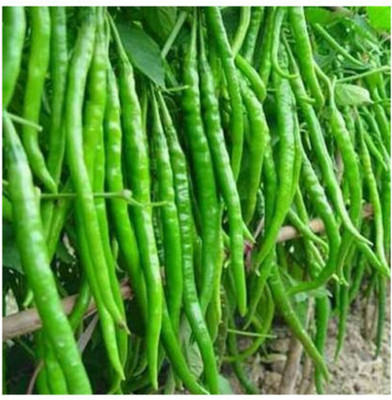 XOLDA Organic Chilli vasuda Seed(15 per packet)