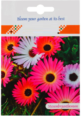 CYBEXIS Hybrid Imported Flower Ice Plant Double Mixed Seeds Seed(1 g)