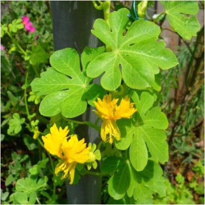 Biosnyg ROX-65 Canary Creeper Nasturtium (Tropaeolum peregrinum)-[200 Seeds] Seed(200 per packet)