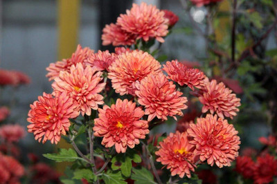 Aywal Chrysanthemum Multi Mix Flower Seeds For Home Gardening Seed(30 per packet)