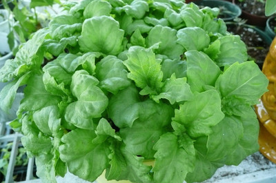 WILLVINE GBPUT-3 Serrata Basil Seeds Seed(2000 per packet)