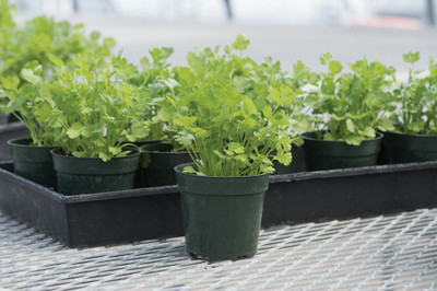 ZIXA Organic Cilantro/Coriander Seed(50 per packet)