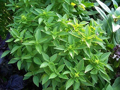 WILLVINE Spicy Globe Basil-[2000 Seeds] Seed(2000 per packet)