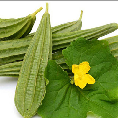 SeeGreen hybrid ridge Gourd Seeds 5 pcs per packet Seed(5 per packet)