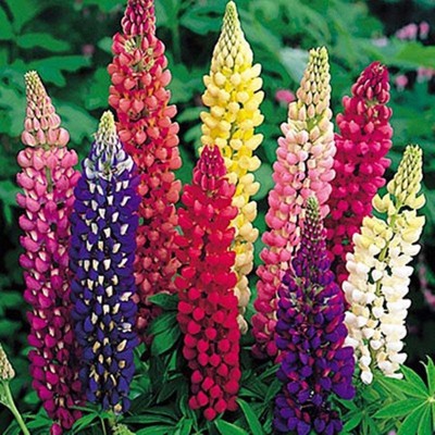 XOLDA Lupin giant tall mix Seed(54 per packet)