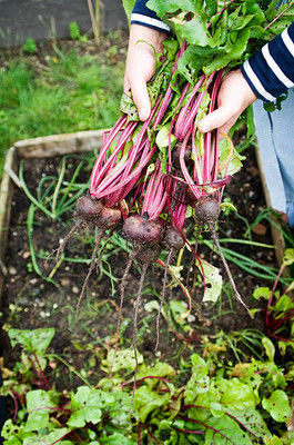 AFARTIOBINA 57 PCS BEETROOT SEEDS-A02 Seed(57 per packet)